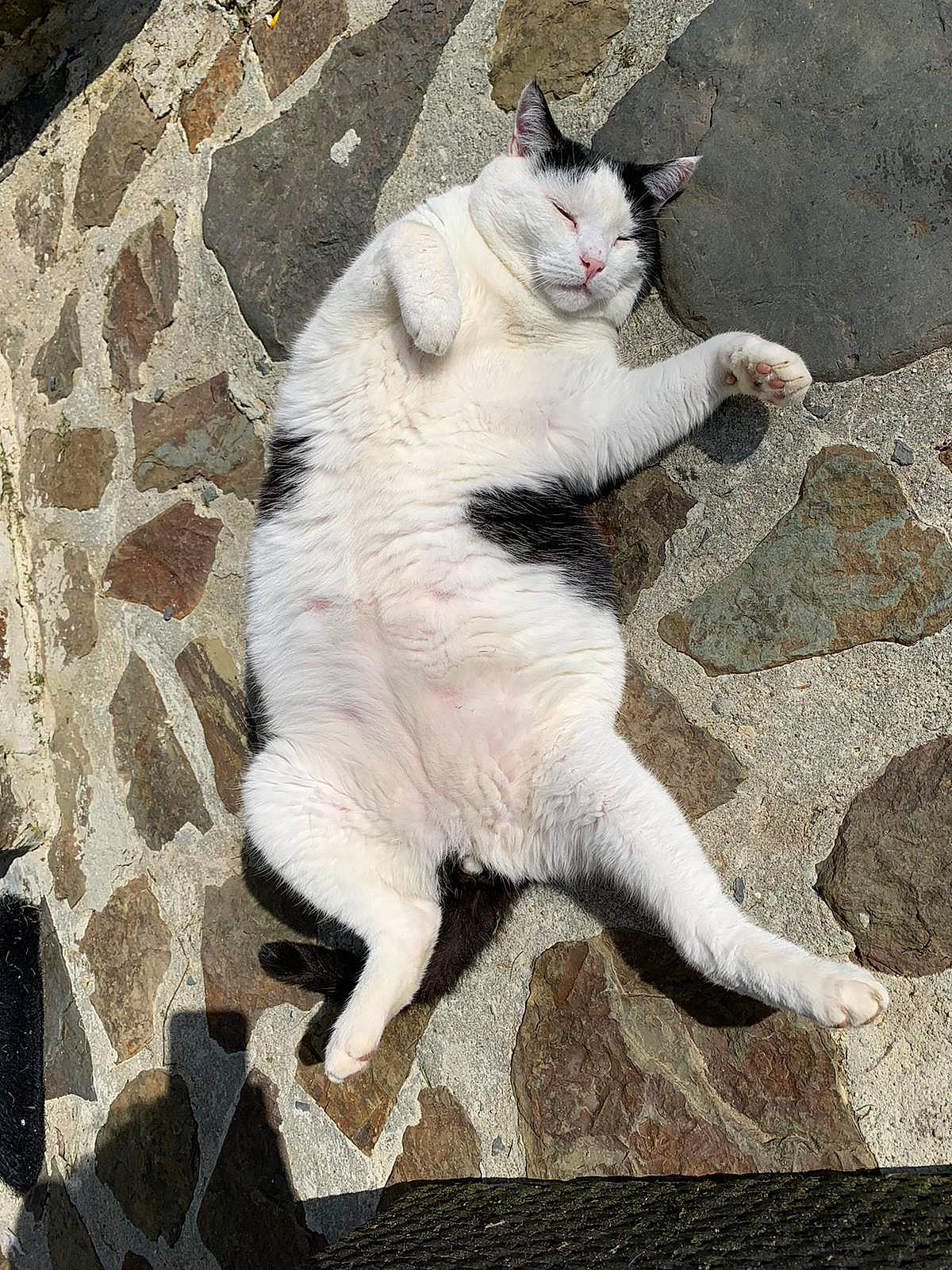 Avalon participe au concours pour gagner de l'argent avec cette photo : aegean_cat, asian, carnivore, cat, domestic_short_haired_cat, felidae, fur, small_to_medium_sized_cats, snout, tail, whiskers