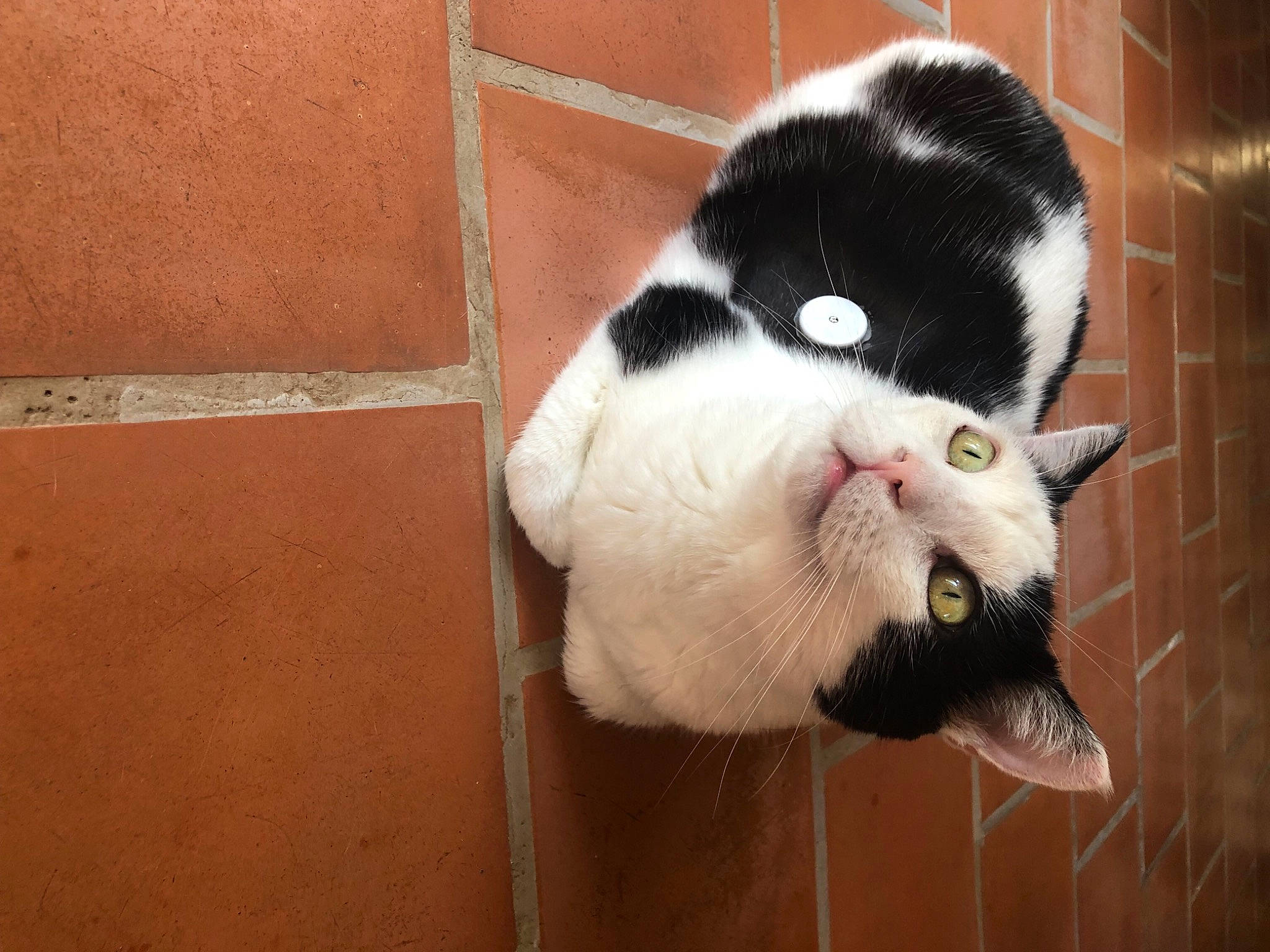 Avalon participe au concours pour gagner de l'argent avec cette photo : animal_shelter, carnivore, cat, felidae, fur, small_to_medium_sized_cats, snout, tail, whiskers