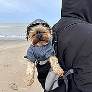 Blue participe au concours pour gagner de l'argent avec cette photo : animal, backpack, beach, black_jacket, blue_clothing, canine, cloudy_sky, cute, dog, fur, hood, ocean, outdoor, paws, person, pet, raincoat, sand, small_dog, travel