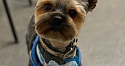Blue participe au concours pour gagner de l'argent avec cette photo : adorable, animal, blue_harness, blurred_background, bow_tie, close_up, collar, companion, cute, dog, ears_up, floor, friendly, fur, indoor, looking_up, mammal, pet, portrait, small_dog
