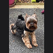 Blue a rejoint le concours — aidez-le/la à gagner de superbes lots ! animal, black, brown, canine, curious, cute, dog, flower_pot, front_legs, fur, furry, garden, outdoor, pavement, pet, playful, small_dog, tennis_ball, walking, yard