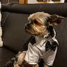 Blue participe au concours pour gagner de l'argent avec cette photo : animal, bow_tie, brown_dog, clothing, cozy, cute, decor, dog, ears_up, furniture, house, indoor, leather_couch, looking_away, pet, portrait, sitting, small_dog, tuxedo, wooden_door