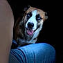 attentive, blue_eyes, canine, close_up, dark_background, dog, eyes, fur, happy, human_leg, indoor, jeans, knee, lap, muzzle, panting, pet, portrait, tongue_out, whiskers