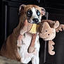 blue_eyes, brown_fur, cabinet, closeup, cute, dog, domestic_dog, gaze, household, indoor, moose_toy, muzzle, paws, pet, playful, plush_toy, portrait, sitting, stuffed_animal, white_chest