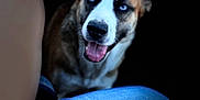 Lexi is registered to the contest to win money with this photo: attentive, blue_eyes, canine, close_up, dark_background, dog, eyes, fur, happy, human_leg, indoor, jeans, knee, lap, muzzle, panting, pet, portrait, tongue_out, whiskers