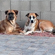Lexi And Apple is registered to the contest to win money with this photo: animal, blue_eyes, brown_coat, canine, companions, concrete_wall, dog, ears, fur, gravel, looking_at_camera, outdoor, pavement, pets, relaxed, resting, side_by_side, snout, tail, two_dogs