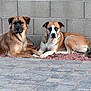 animal, blue_eyes, brown_coat, canine, companions, concrete_wall, dog, ears, fur, gravel, looking_at_camera, outdoor, pavement, pets, relaxed, resting, side_by_side, snout, tail, two_dogs
