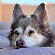 Ringo joined the competition — help win amazing prizes! dog, close_up, resting, fluffy, cushion, soft, relaxed, pet, animal, ears, nose, fur, indoors, portrait, sleepy, cozy, blurred_background, calm, cute, companion