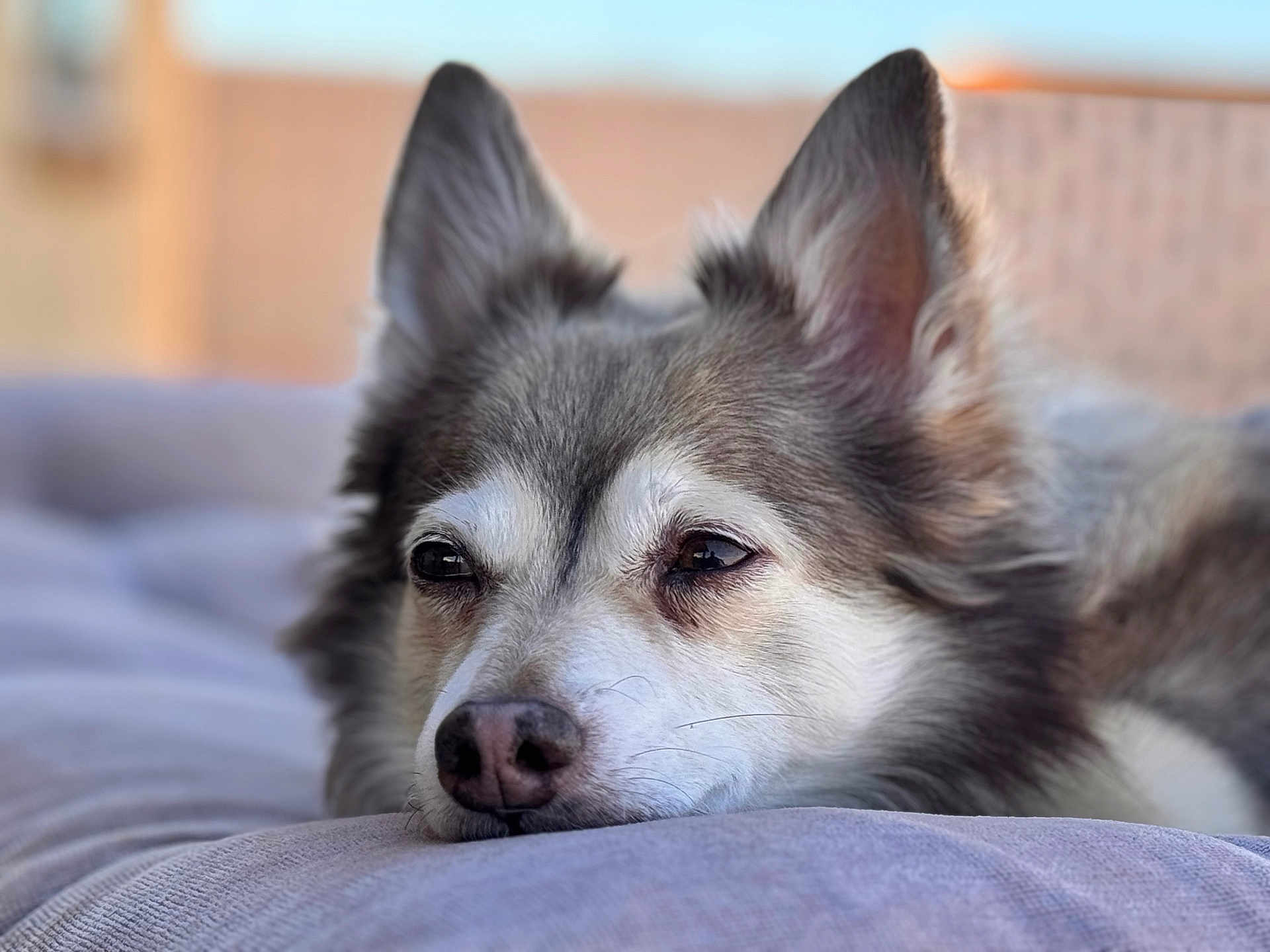 Ringo