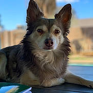 Ringo joined the competition — help win amazing prizes! animal, blurred_background, calm, canine, close_up, daylight, dog, domestic, ears, eyes, floor, fur, lying_down, nose, notebook, outdoor, pet, portrait, relaxed, table