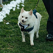 Trigger joined the competition — help win amazing prizes! dog, white_dog, bow_tie, harness, leash, grass, outdoor, pet, walking, formal, person, black_shoes, green_grass, canine, cute, small_dog, animal, nature, daytime, event