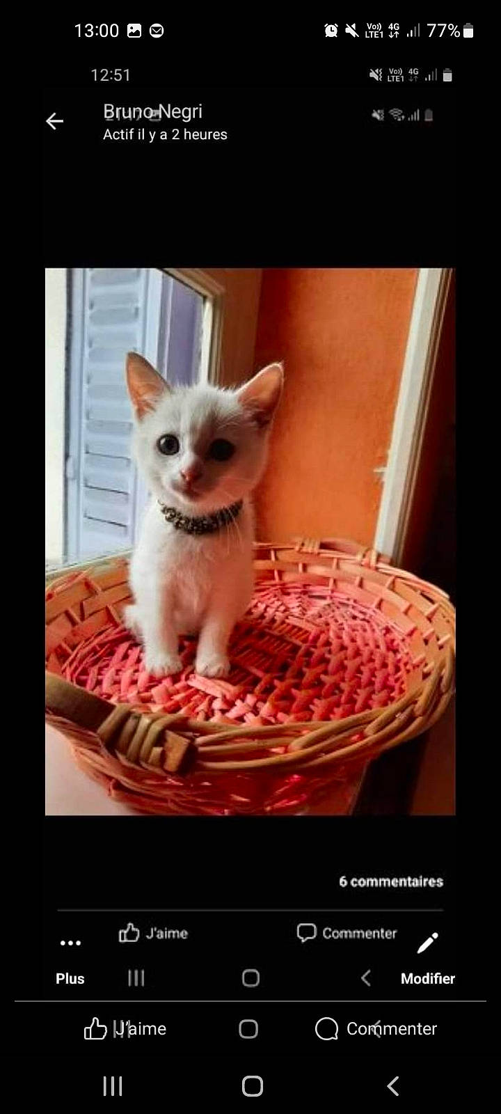 Sammy a rejoint le concours — aidez-le/la à gagner de superbes lots ! carnivore, cat, cat_supply, comfort, companion_dog, dog_breed, dog_supply, fawn, felidae, font, paw, pet_supply, photo_caption, pink, small_to_medium_sized_cats, snout, tail, terrestrial_animal, vertebrate, whiskers