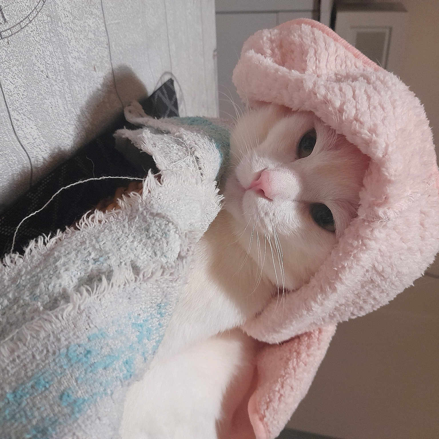Sammy