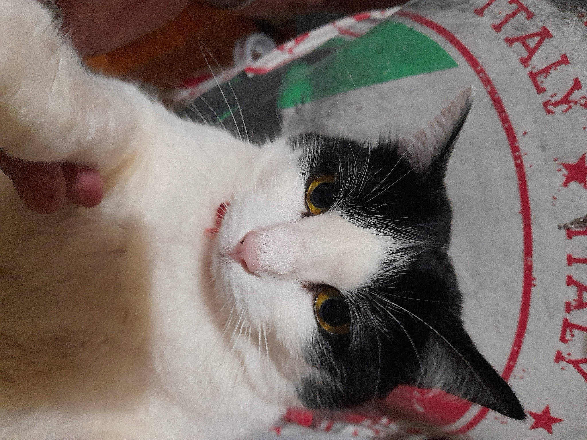 Reine participe au concours pour gagner de l'argent avec cette photo : carmine, carnivore, cat, cat_supply, claw, comfort, domestic_short_haired_cat, felidae, fur, paw, small_to_medium_sized_cats, snout, tail, whiskers