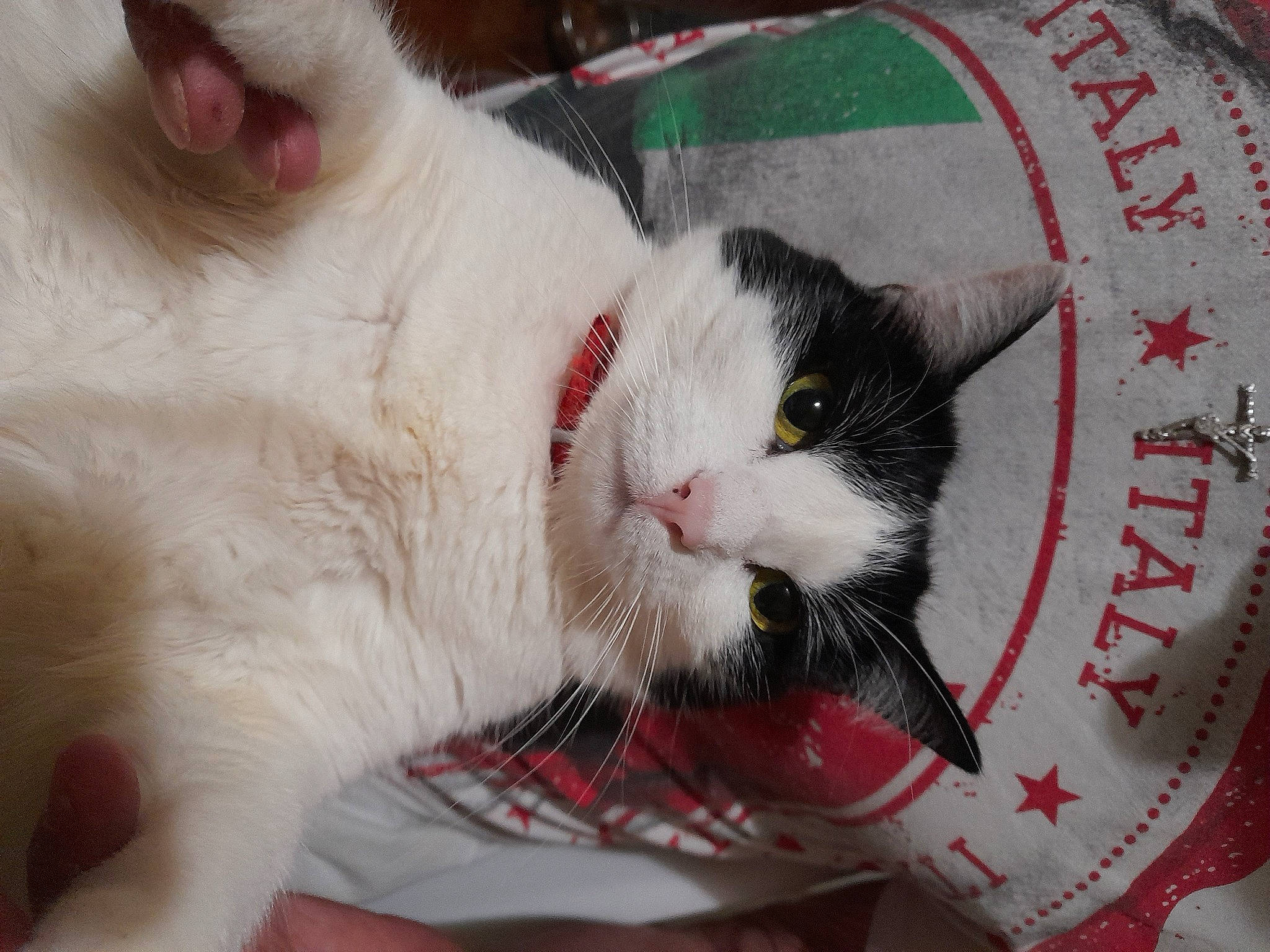 Reine participe au concours pour gagner de l'argent avec cette photo : carmine, carnivore, cat, claw, comfort, domestic_short_haired_cat, fang, felidae, foot, fur, paw, pet_supply, small_to_medium_sized_cats, snout, whiskers