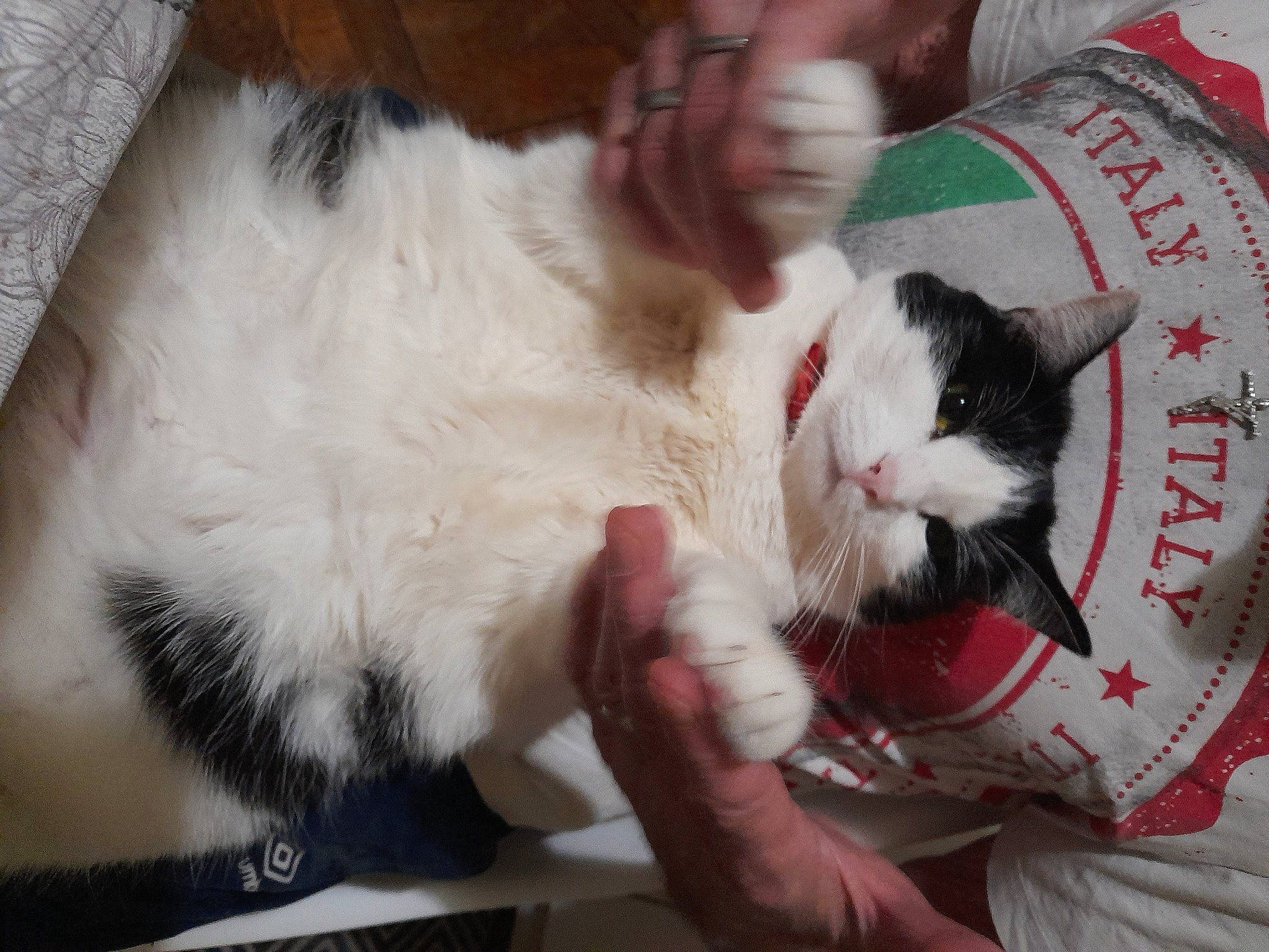 Reine participe au concours pour gagner de l'argent avec cette photo : carmine, carnivore, cat, claw, comfort, domestic_short_haired_cat, fang, felidae, foot, fur, lap, paw, small_to_medium_sized_cats, snout, tail, whiskers