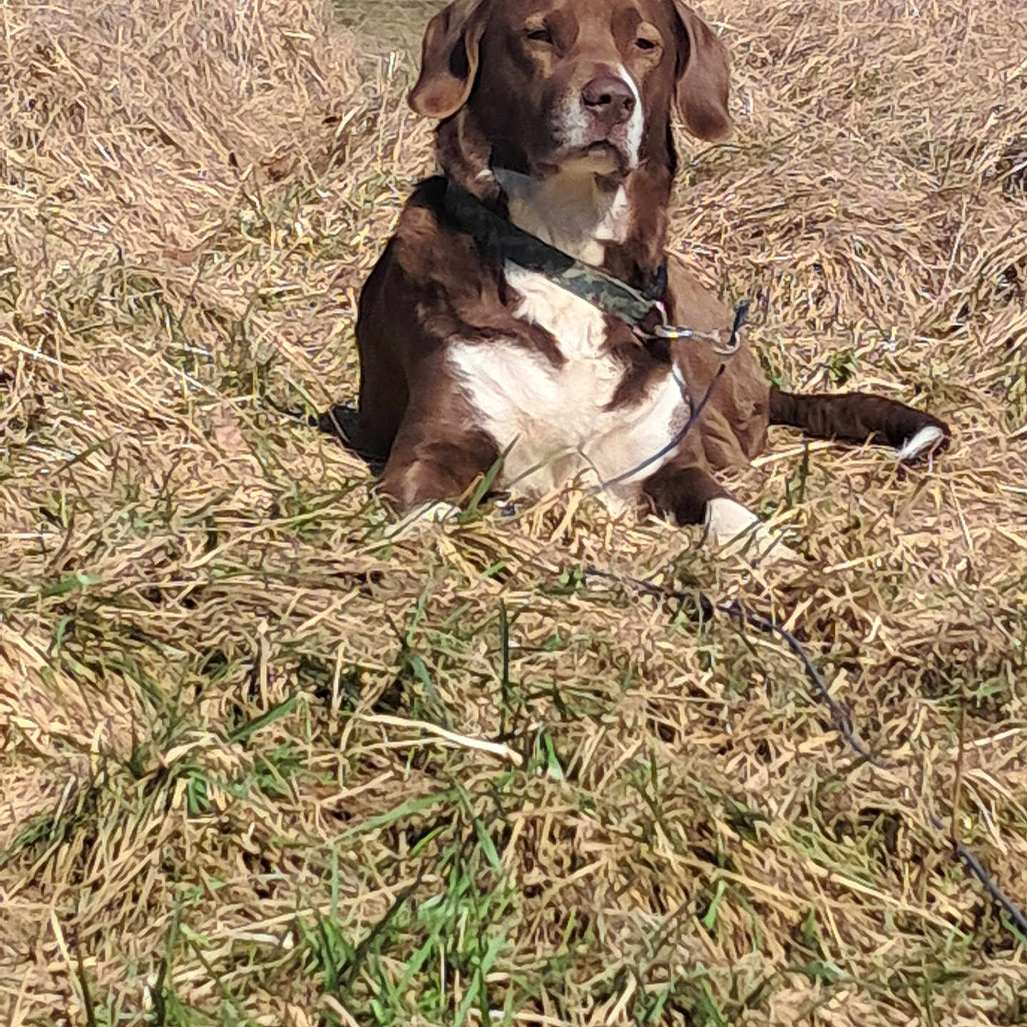 Brownee is registered to the contest to win money with this photo: animal, brown_dog, building, calm, canine, collar, daytime, dog, dry_grass, field, grass, leash, nature, outdoor, pet, relaxed, sunlight, vehicle, vintage_car, white_chest