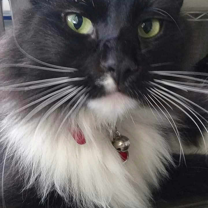 Whiskey Strat is registered to the contest to win money with this photo: abyssinian, accessories, angora, animal, blackcat, bodypart, cat, collar, couch, cushion, earring, formalwear, furniture, homedecor, jewelry, kitten, manx, necklace, pet, tie