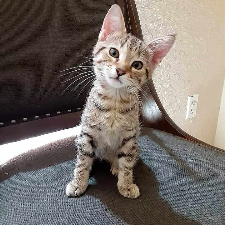 Peanut