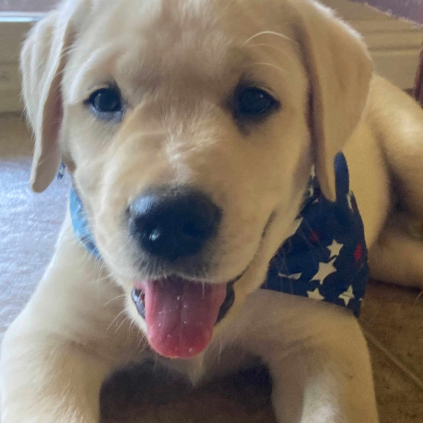 Zeus joined the competition — help win amazing prizes! adorable, animal, bandana, canine, close_up, companion, cute, dog, friendly, fur, indoor, labrador, lying_down, patriotic, pet, playful, puppy, star_pattern, tongue_out, young_dog