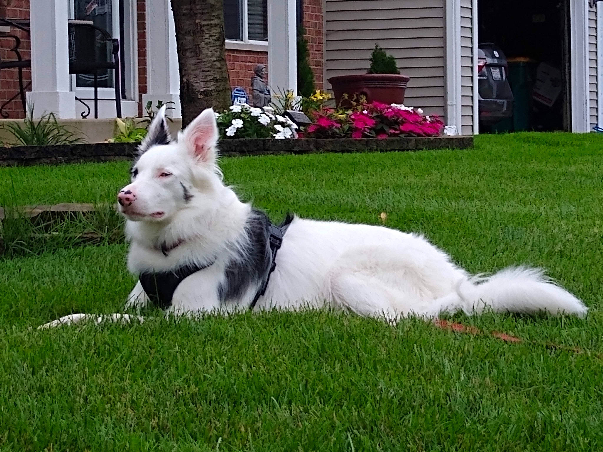 The Mighty Quinn joined the competition — help win amazing prizes! canidae, carnivore, collar, companion_dog, dog, dog_breed, door, felidae, garden, grass, lawn, non_sporting_group, plant, sporting_group, tail, terrestrial_animal, whiskers, window, working_animal, yard