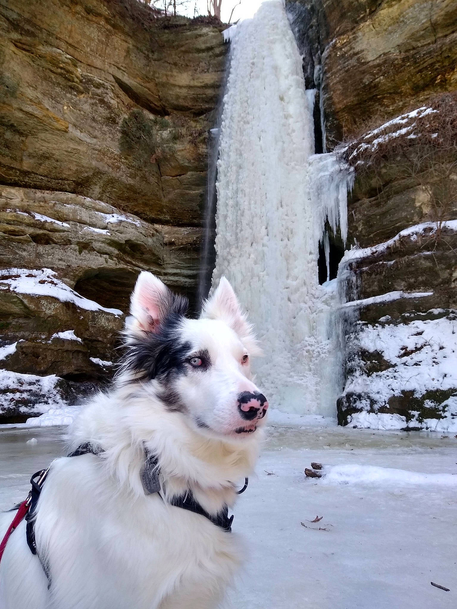The Mighty Quinn is registered to the contest to win money with this photo: adventure, canidae, carnivore, collar, companion_dog, dog, dog_breed, dog_collar, freezing, fur, glacial_landform, recreation, snow, sporting_group, tree, walking, water, waterfall, winter, working_dog