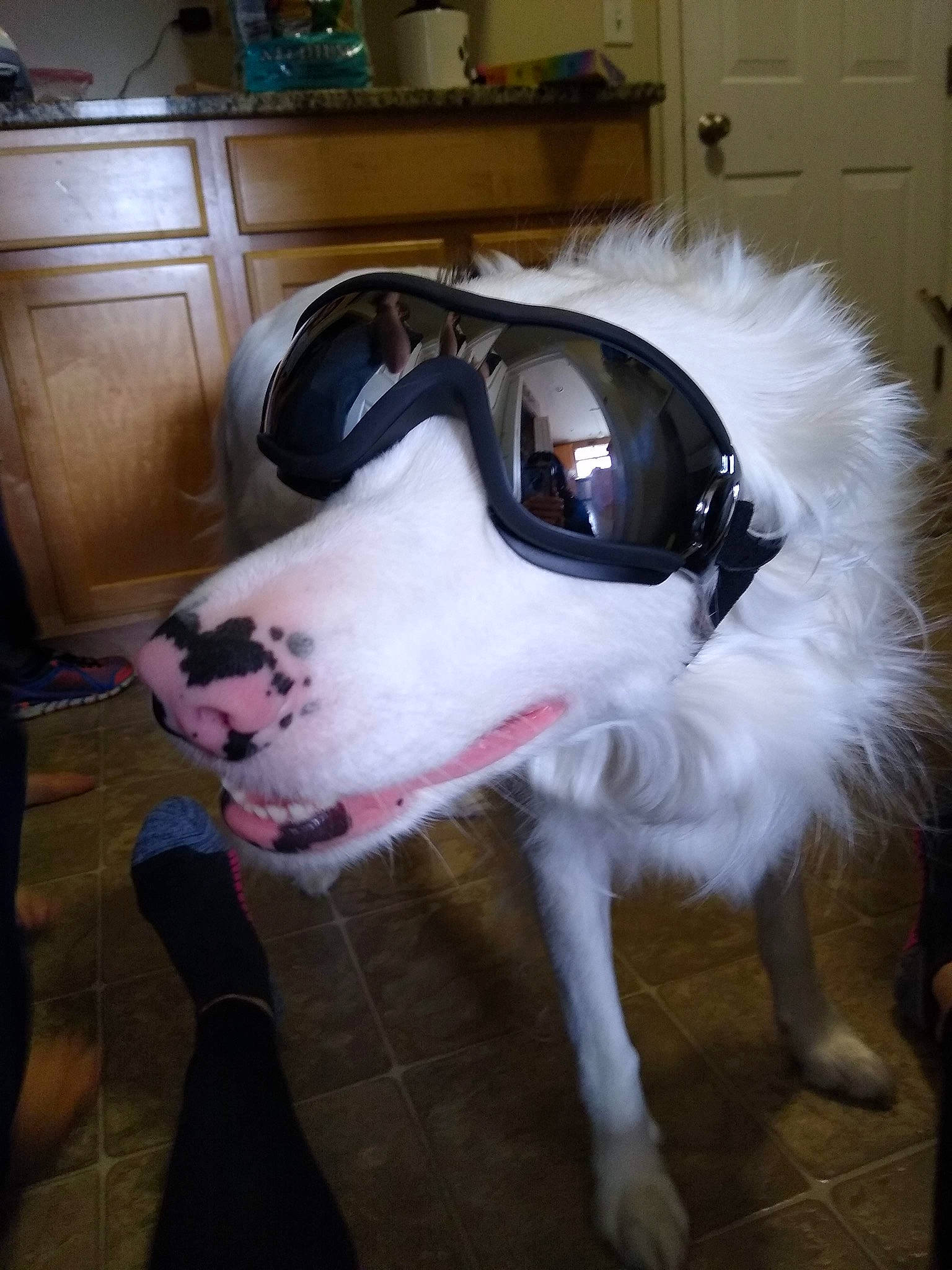 The Mighty Quinn joined the competition — help win amazing prizes! cabinetry, carnivore, collar, companion_dog, dog, dog_breed, dog_supply, door, drawer, eyewear, fawn, flooring, fur, home_appliance, kitchen_appliance, snout, sporting_group, tail, whiskers, wood