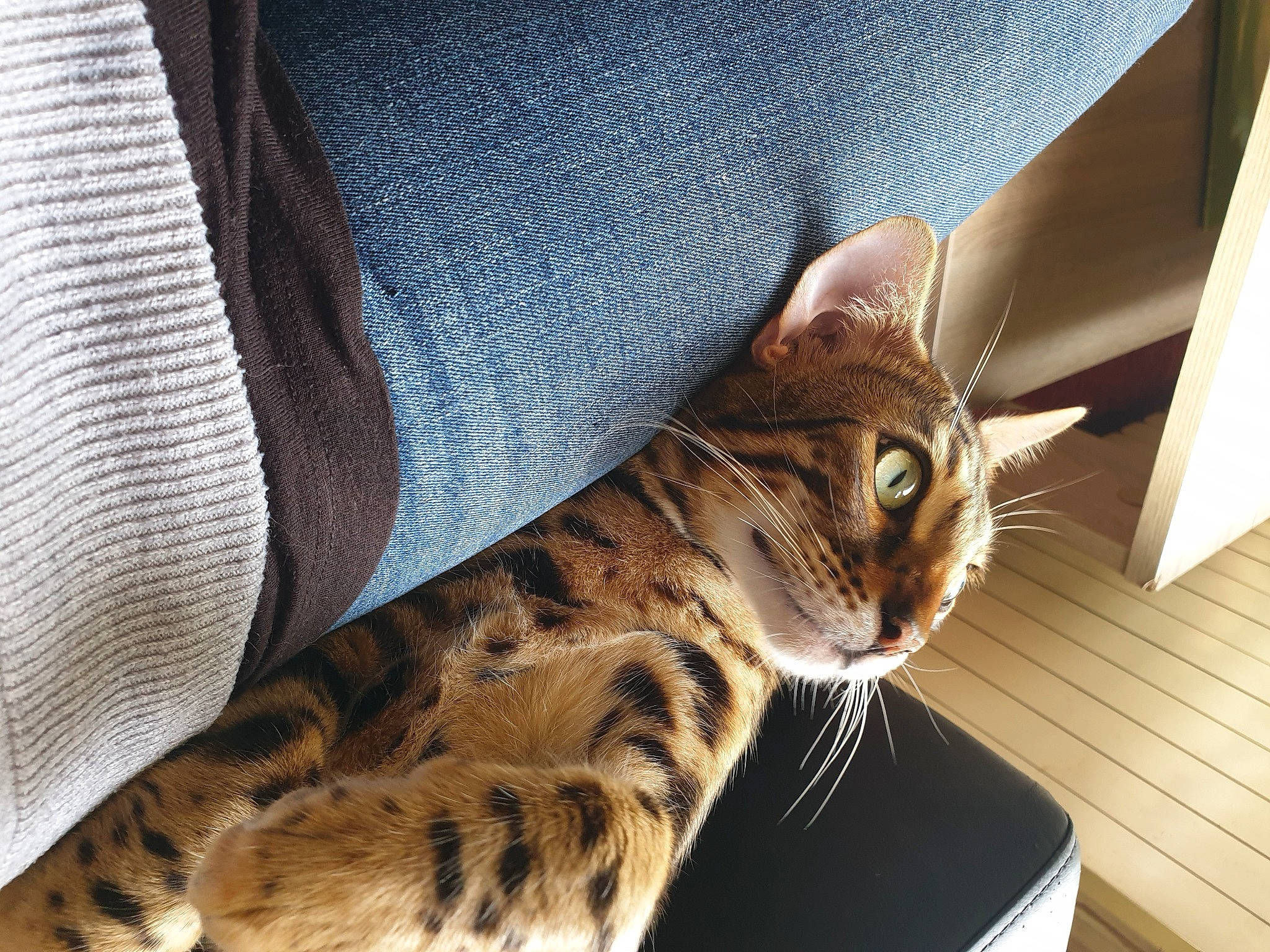 Raidho a rejoint le concours — aidez-le/la à gagner de superbes lots ! carnivore, cat, comfort, domestic_short_haired_cat, fawn, felidae, fur, pattern, sitting, sleeve, small_to_medium_sized_cats, snout, terrestrial_animal, whiskers, wood