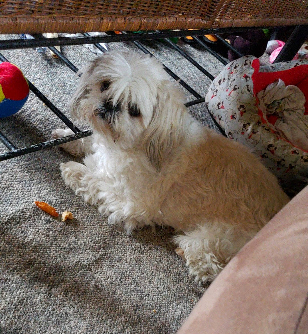 Gizmo is registered to the contest to win money with this photo: canidae, carnivore, companion_dog, dog, dog_breed, flooring, fur, mal_shi, maltepoo, non_sporting_group, small_terrier, snout, sporting_group, terrier, toy_dog, working_animal