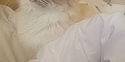 Uska a rejoint le concours — aidez-le/la à gagner de superbes lots ! abyssinian, angora, animal, bed, bedroom, blanket, cat, couch, cushion, furniture, homedecor, indoors, kitten, linen, manx, person, pet, room, siamese, white