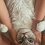 cat, fluffy, blue_eyes, upside_down, hands, legs, pet, animal, fur, cute, indoor, relaxed, close_up, whiskers, paws, soft, domestic_cat, portrait, lying_down, companionship