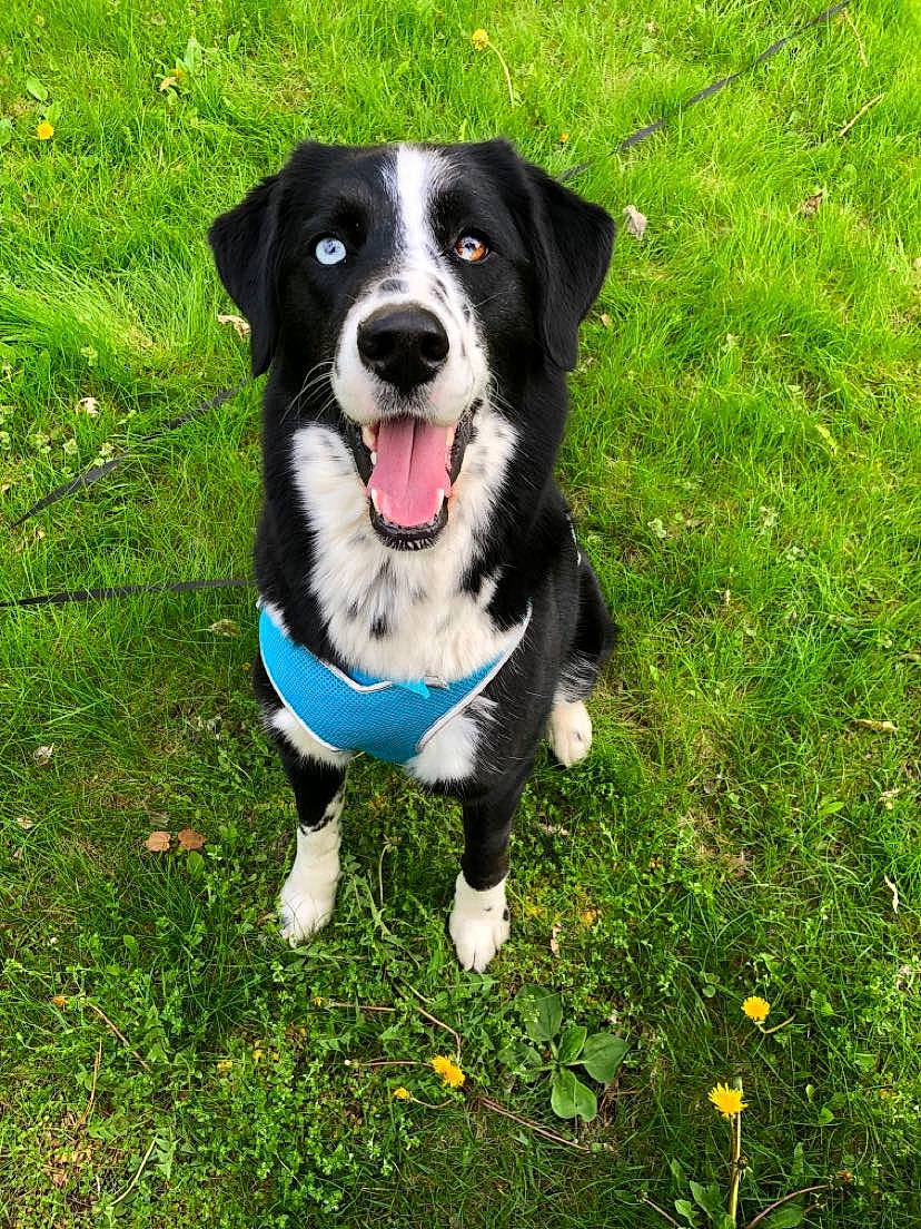 River is registered to the contest to win money with this photo: canidae, carnivore, collar, companion_dog, dog, dog_breed, dog_collar, dog_supply, electric_blue, fashion_accessory, grass, herding_dog, leash, plant, snout, sporting_group, tail, whiskers, working_animal, working_dog