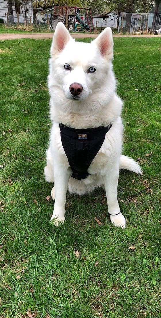 Howie joined the competition — help win amazing prizes! american_eskimo_dog, ancient_dog_breeds, canidae, carnivore, collar, companion_dog, dog, dog_breed, fur, grass, indian_spitz, non_sporting_group, plant, spitz, sporting_group, tail, volpino_italiano, working_animal, working_dog
