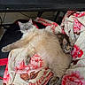 Snowball is registered to the contest to win money with this photo: cat, kitten, fluffy_cat, blue_eyes, tabby_kitten, pets, animals, sleeping, relaxed, lying_down, blanket, floral_blanket, gaming_chair, computer_desk, keyboard, computer_mouse, indoors, cozy, cuddling, cute