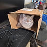 Snowball joined the competition — help win amazing prizes! cat, cats, fluffy_cat, black_cat, blue_eyes, cardboard_box, box, pet, animal, indoors, living_room, television, remote_control, cables, couch, blanket, stuffed_toys, wooden_floor, portrait, funny