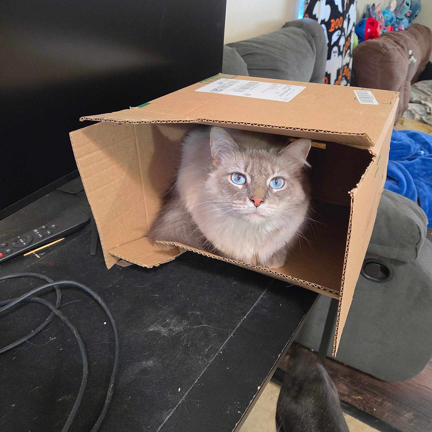 Snowball joined the competition — help win amazing prizes! cat, cats, fluffy_cat, black_cat, blue_eyes, cardboard_box, box, pet, animal, indoors, living_room, television, remote_control, cables, couch, blanket, stuffed_toys, wooden_floor, portrait, funny