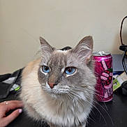 Snowball joined the competition — help win amazing prizes! cat, longhaired_cat, blue_eyes, fluffy, pet, animal, portrait, sitting, desk, indoors, office, soda_can, pink_can, hand, whiskers, ears, fur, black_surface, cables, closeup