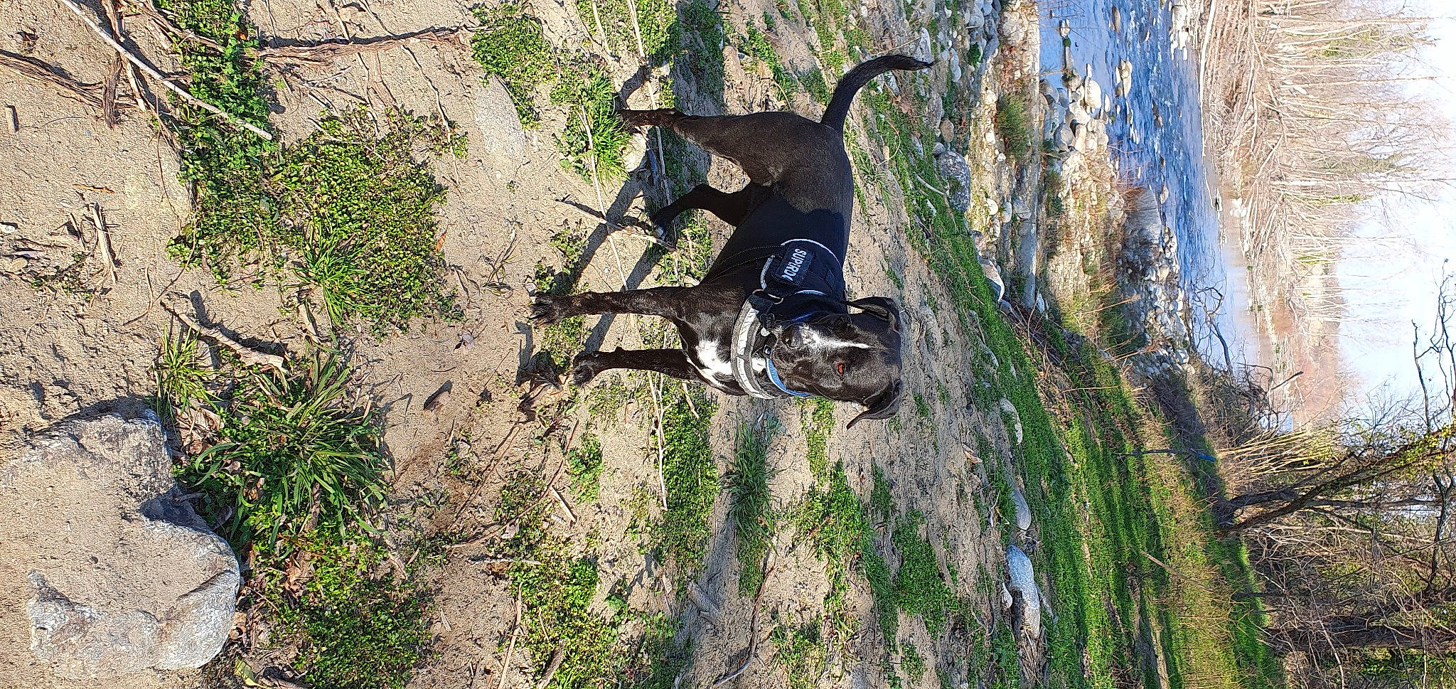 Tatum a rejoint le concours — aidez-le/la à gagner de superbes lots ! adventure, bedrock, canidae, carnivore, dog, dog_breed, extreme_sport, grass, plant, recreation, rock_climbing_equipment, soil, sport_climbing, sporting_group, terrestrial_animal, tree, trunk, wildlife, wood, working_animal