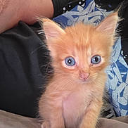 Mr. Meow-Gy is registered to the contest to win money with this photo: animal, blue_eyes, cat, close_up, curious, cute, ears, fur, furry, graphic_tshirt, indoor, kitten, lap, nose, orange_cat, person, pet, tshirt, whiskers, young_animal