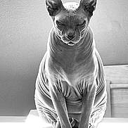 Lord Beerus is registered to the contest to win money with this photo: sphynx_cat, cat, hairless_cat, pet, animal, indoor, portrait, wrinkles, sitting, towel, black_and_white, feline, close_up, relaxed, table, domestic_cat, cute, quiet, calm, meditative