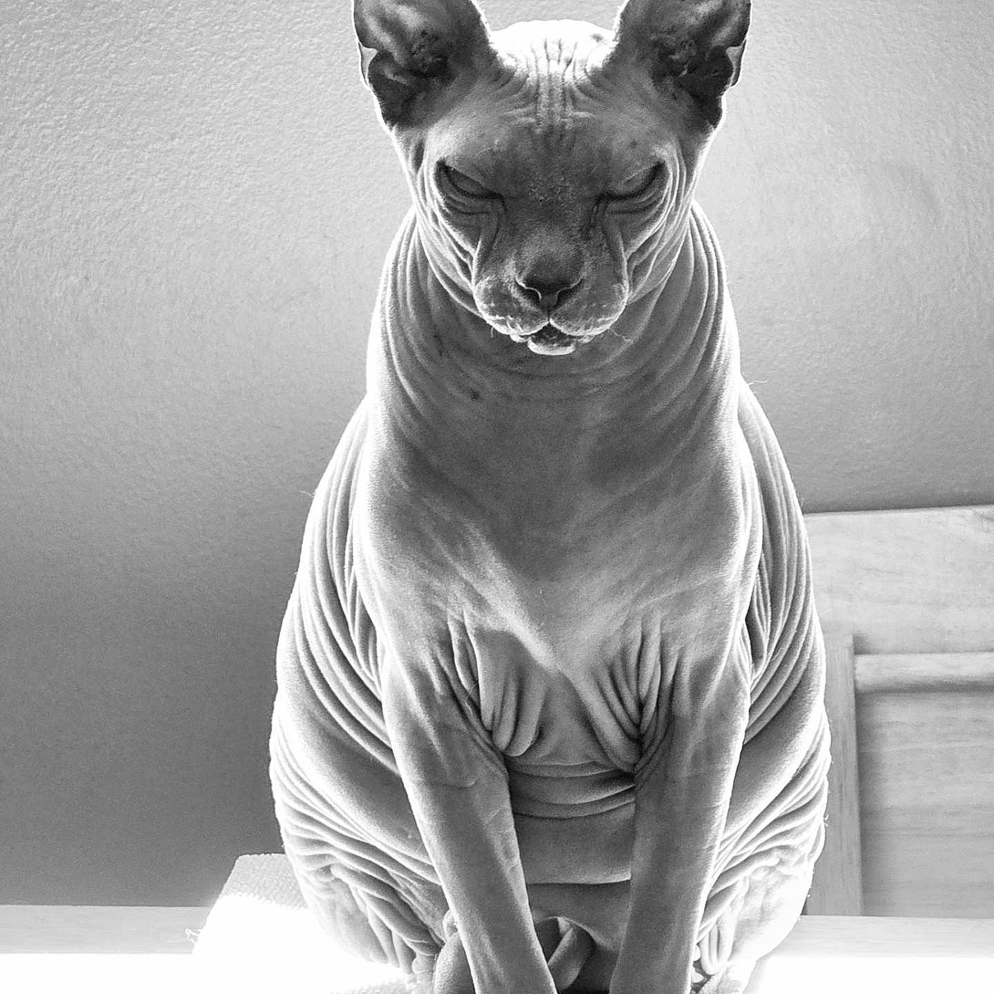 Lord Beerus