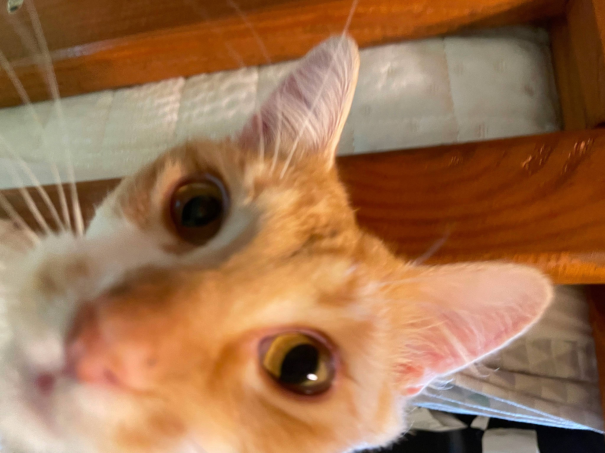 Houdini is registered to the contest to win money with this photo: carnivore, cat, domestic_short_haired_cat, ear, eyelash, fawn, felidae, fur, paw, small_to_medium_sized_cats, snout, whiskers, wood