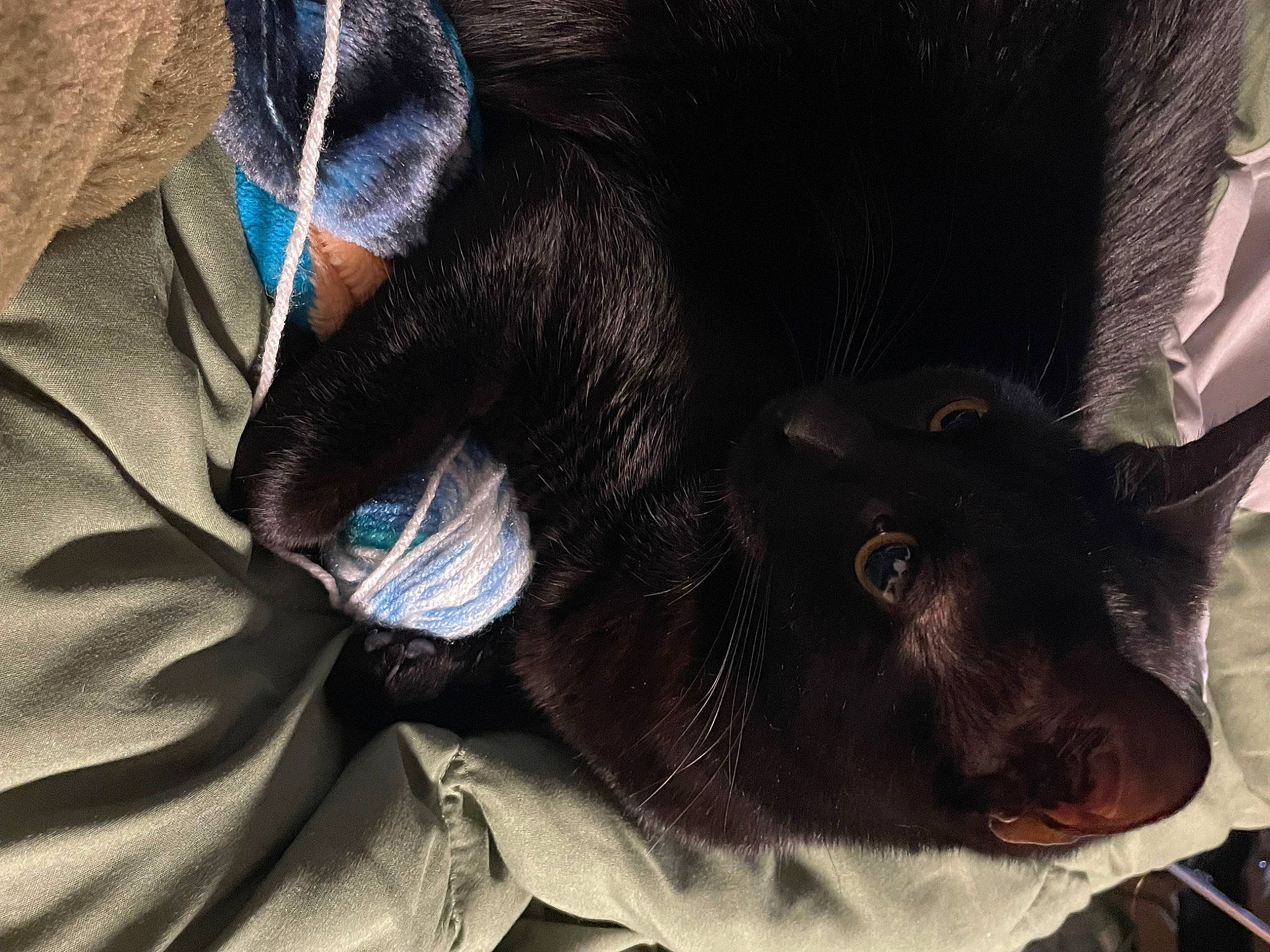 Tiamat is registered to the contest to win money with this photo: black_cat, carnivore, comfort, companion_dog, dog, dog_breed, domestic_short_haired_cat, ear, electric_blue, fang, fawn, felidae, fur, liver, small_to_medium_sized_cats, snout, sporting_group, tail, whiskers, working_animal