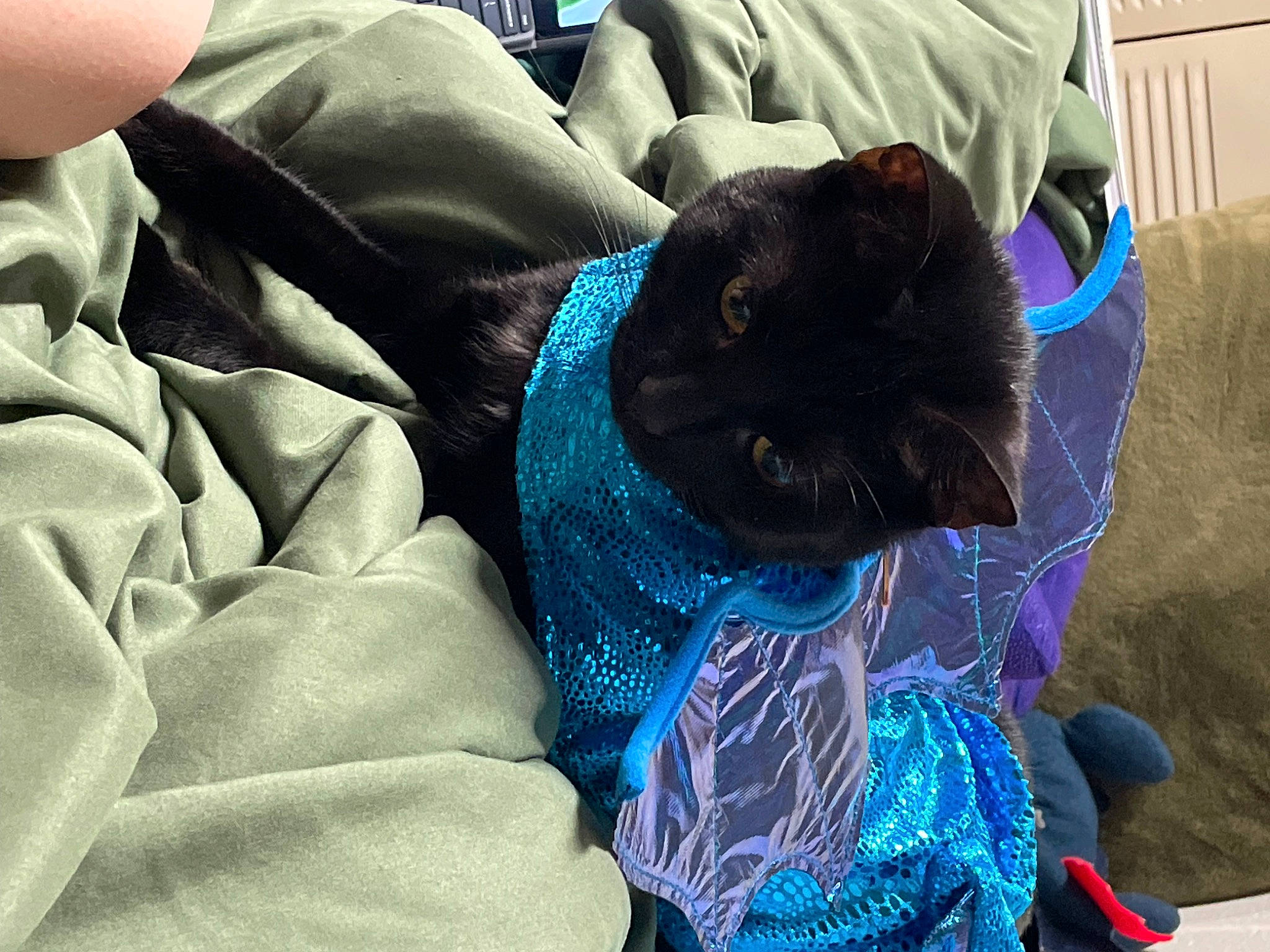 Tiamat joined the competition — help win amazing prizes! black_cat, bombay, carnivore, cat, comfort, companion_dog, dog_breed, domestic_short_haired_cat, electric_blue, felidae, fur, linens, nap, pattern, small_to_medium_sized_cats, sporting_group, tail, whiskers
