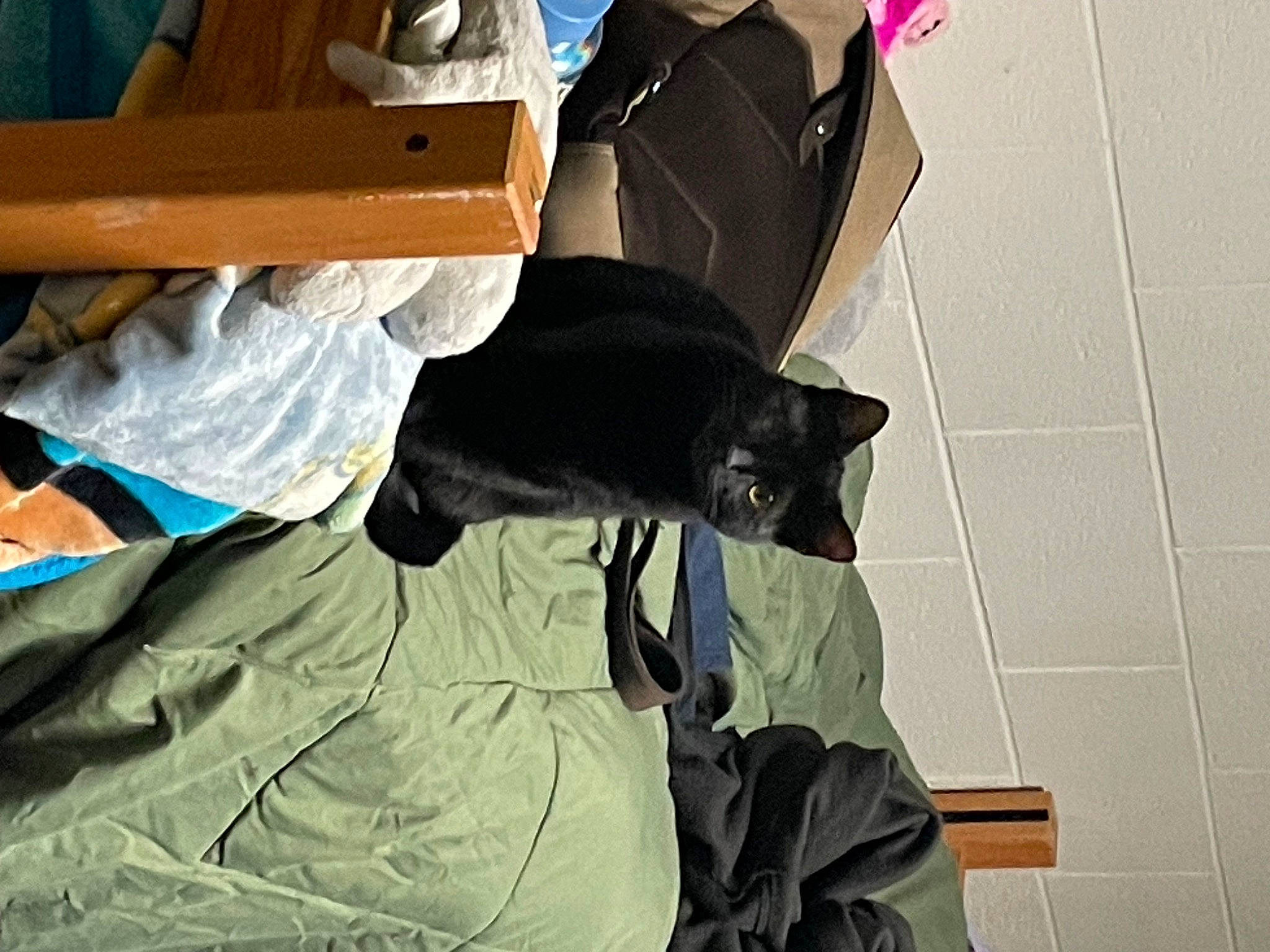 Tiamat joined the competition — help win amazing prizes! black_cat, carnivore, cat, comfort, domestic_short_haired_cat, felidae, flooring, fur, human_leg, linens, room, small_to_medium_sized_cats, tail, whiskers