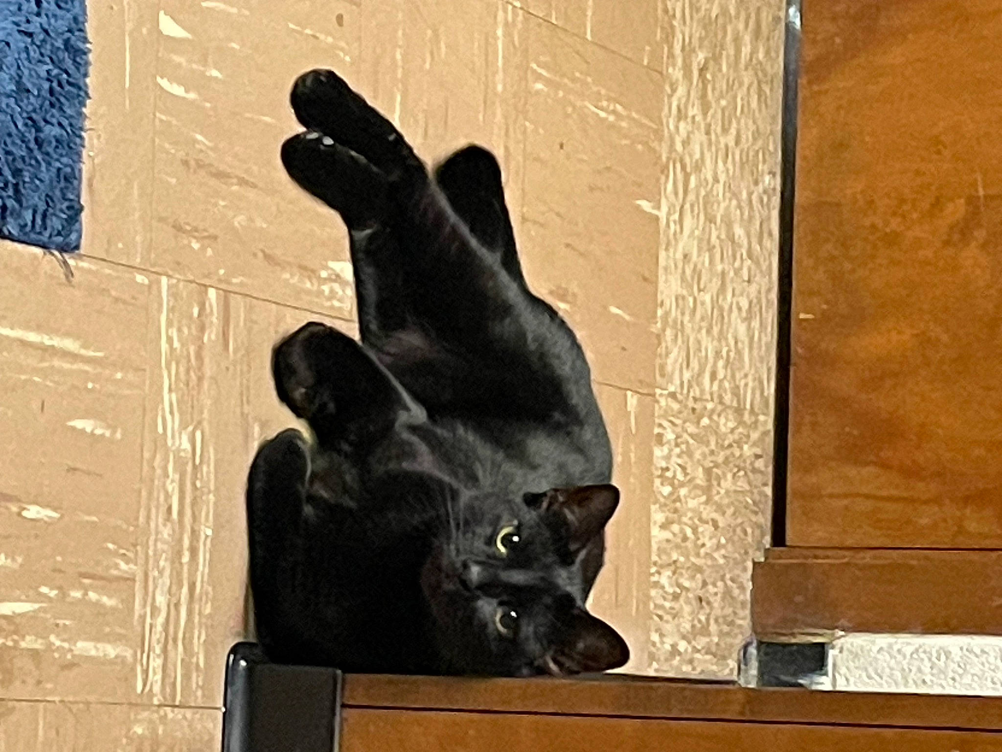 Tiamat is registered to the contest to win money with this photo: art, black_cat, companion_dog, dog_breed, felidae, fur, guard_dog, sculpture, shadow, small_to_medium_sized_cats, snout, tail, terrestrial_animal, tints_and_shades, visual_arts, whiskers, window, wood, working_animal