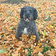 Charlie is registered to the contest to win money with this photo: dog, autumn, leaves, outdoor, nature, pet, animal, fur, black, white, happy, smiling, grass, tree, fall, season, cute, playful, canine, park
