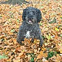dog, autumn, leaves, outdoor, nature, pet, animal, fur, black, white, happy, smiling, grass, tree, fall, season, cute, playful, canine, park