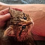 Leela is registered to the contest to win money with this photo: affection, animal, cat, closeup, companion, curious, cute, domestic_animal, eyes, fluffy, fur, hand, human, indoor, kitten, leg, mammal, pet, whiskers, young