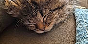 Leela joined the competition — help win amazing prizes! adorable, animal, cat, closeup, couch, cozy, cute, domestic_animal, fur, furry, indoor, kitten, nap, pet, relaxed, resting, sleeping, soft, tiny, whiskers